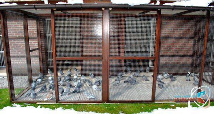 12342689_1492693077702239_5228894766757459715_n - Modele Crescatorii