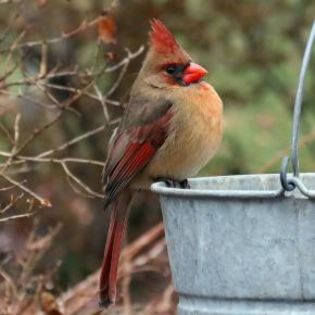 674268_ffb6b39726c90ae5666a073f821fb372_mdsq - BIRDS