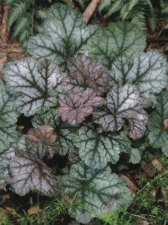 dale s strein - Colectie heuchera  hosta si hortensie