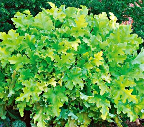 lime marmelade - Colectie heuchera