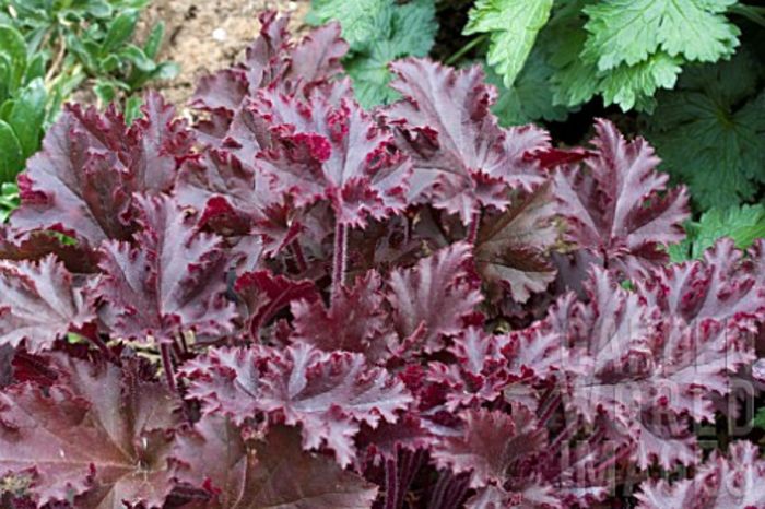 HEUCHERA_MELTING_FIRE - Colectie heuchera  hosta si hortensie