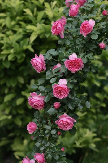 IMG_0327 - Leonardo da Vinci Cl