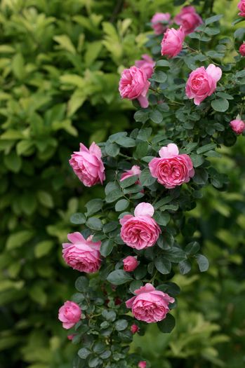 IMG_0328 - Leonardo da Vinci Cl