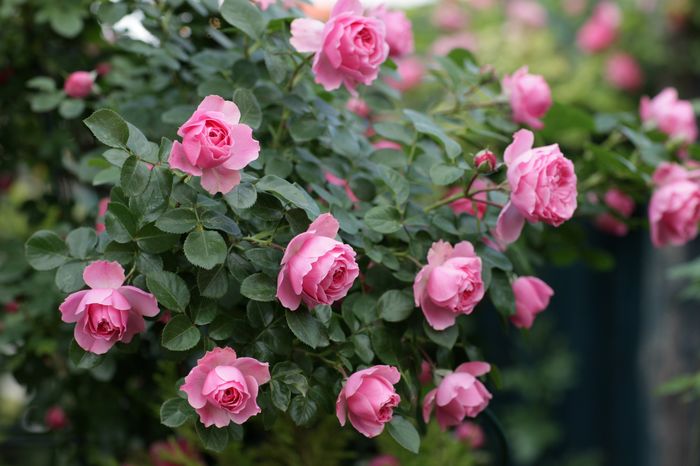 IMG_0330 - Leonardo da Vinci Cl