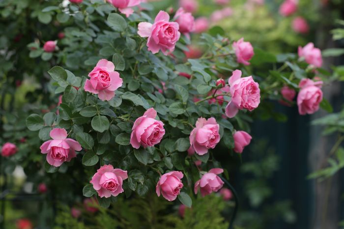 IMG_0332 - Leonardo da Vinci Cl