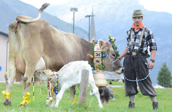 Bruna din Alpi cu vitel - RASE DE VACI DEOSEBITE