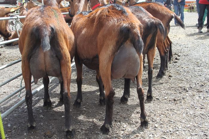 Alpinele cu dosul la noi