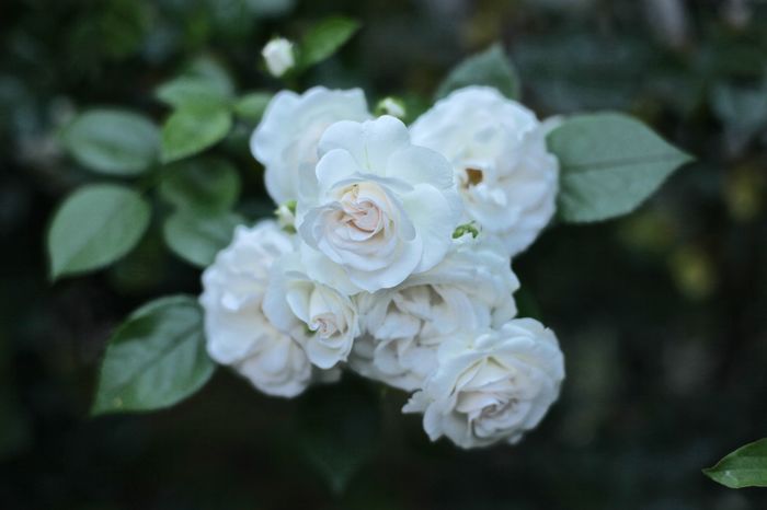 IMG_1636 - Aspirin Rose