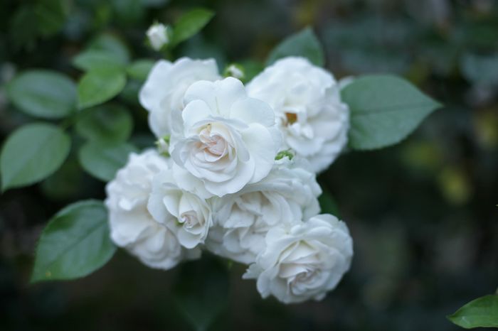 IMG_1638 - Aspirin Rose