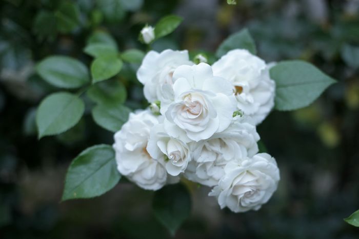 IMG_1639 - Aspirin Rose