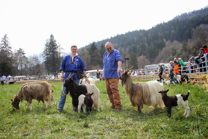 Toggenburg si Valliser frumoase - RASE DE OI SI CAPRE-POZE DEOSEBITE 9