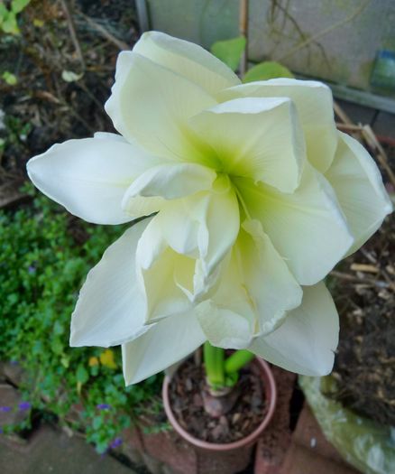 P1760204 - Amaryllis