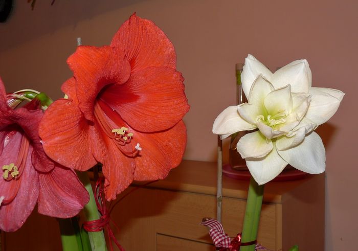 P1760240 - Amaryllis