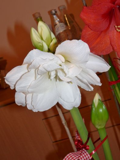 + min. inca 4 pe a doua tija! - Amaryllis