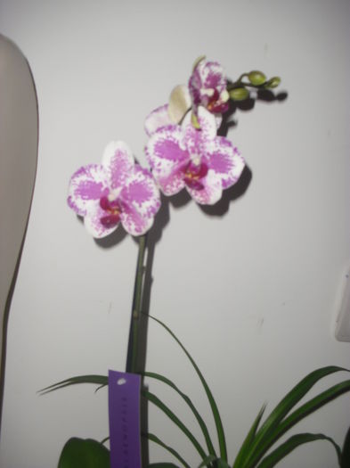 CIMG7865 - Orhidee