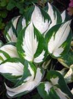 hosta fire an ice