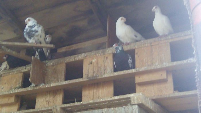 image - Porumbei 2015