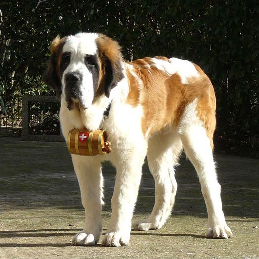 phpThumb - Animale in lume