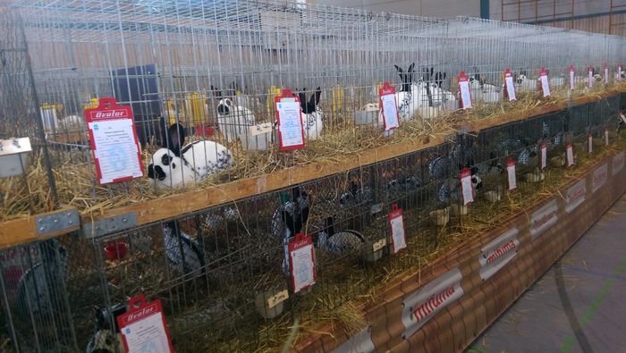34 - EXPOZITIA   NATIONALA  A GERMANIEI DE URIAS PESTRIT 2015