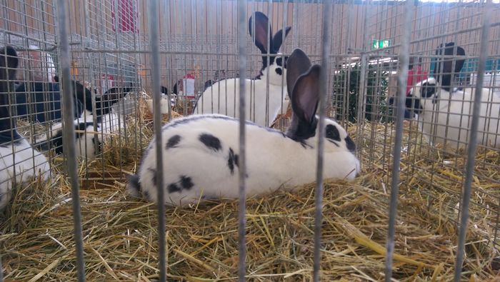 38 - EXPOZITIA   NATIONALA  A GERMANIEI DE URIAS PESTRIT 2015