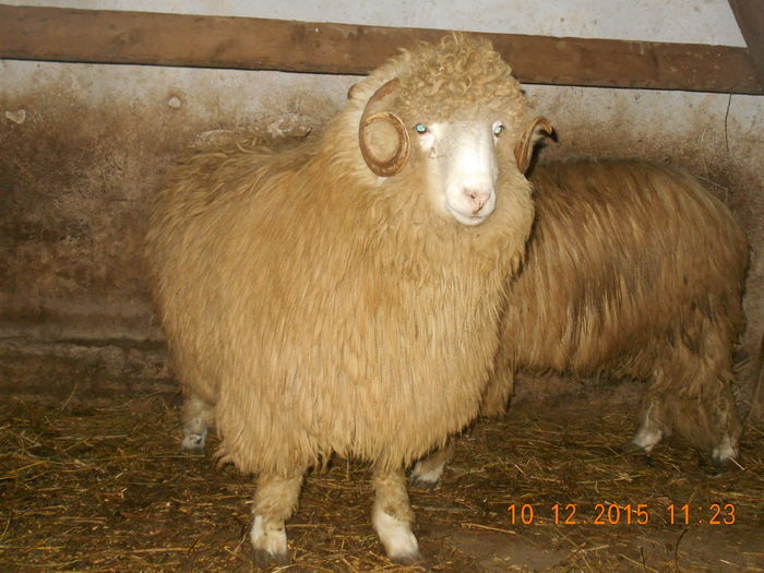 Picture 347 - Productia De Miei 2015