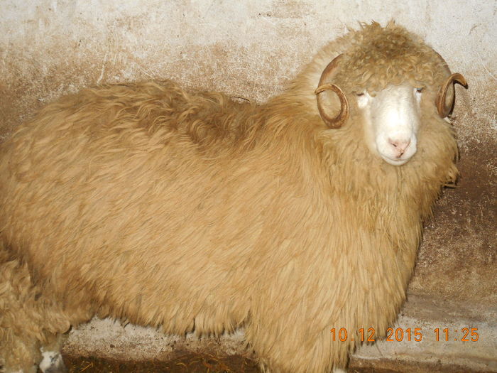 Picture 351 - Productia De Miei 2015