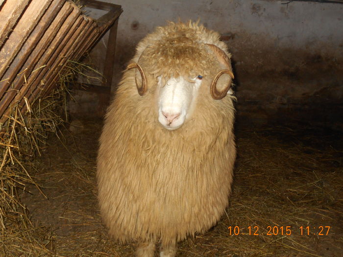 Picture 354 - Productia De Miei 2015