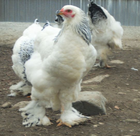 SAM_5556 (2) - Brahma herminat deschis