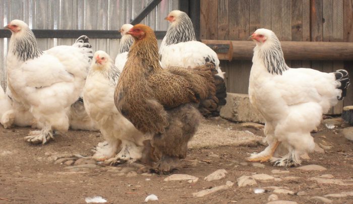 SAM_5588 (2) - Brahma herminat deschis