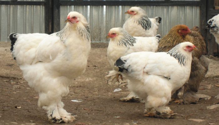 SAM_5590 (2) - Brahma herminat deschis