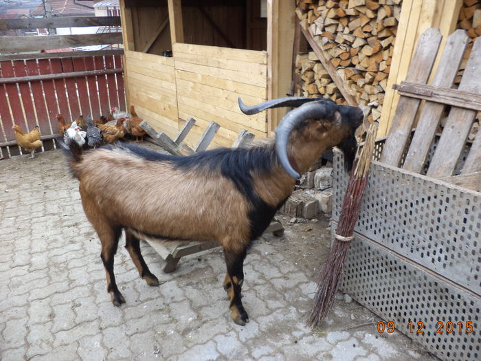 Cezar Tapul-43f - Alpinele pe deal in 6 decembrie de Mos Nicolaie
