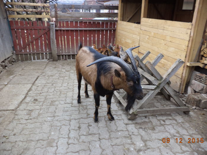 Cezar Tapul-54 - Alpinele pe deal in 6 decembrie de Mos Nicolaie