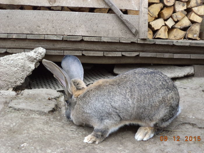 Iepuroaica de la Brugger