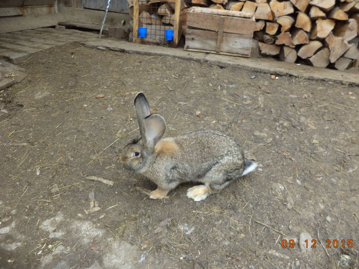 Iepuroaica de prasila-1