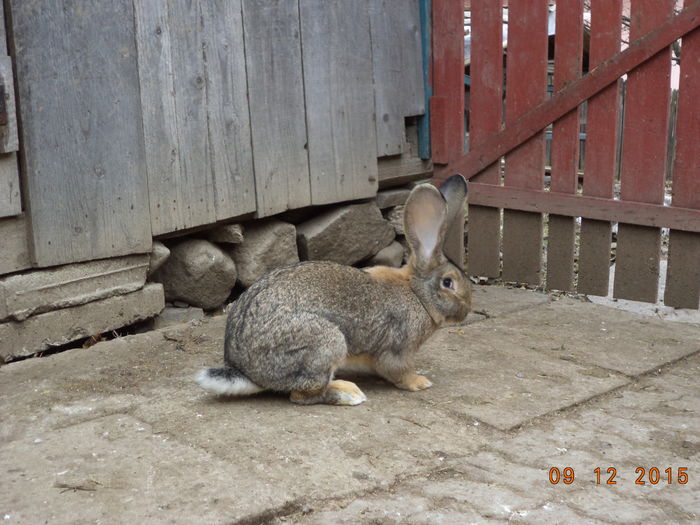 Iepuroaica-1 de prasila