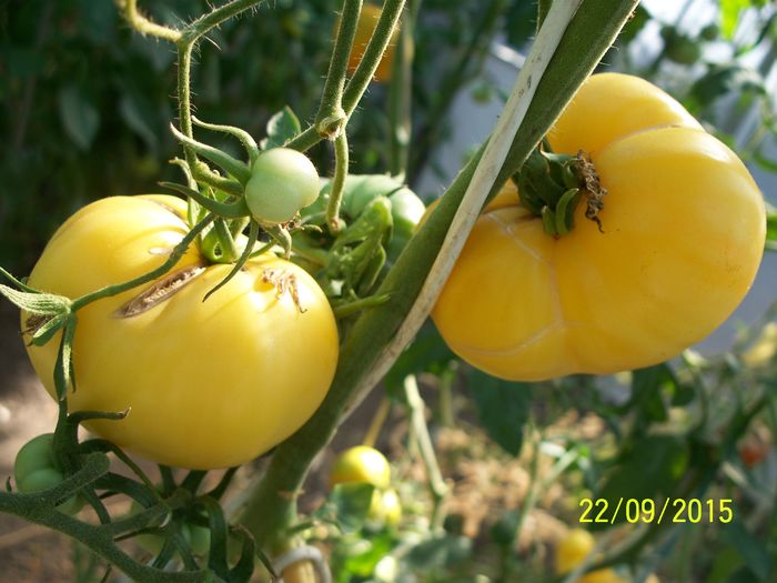 DIXIE GOLDEN GIANT(4)