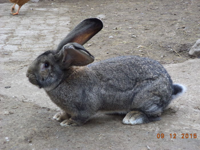 Masculul pt monta-765