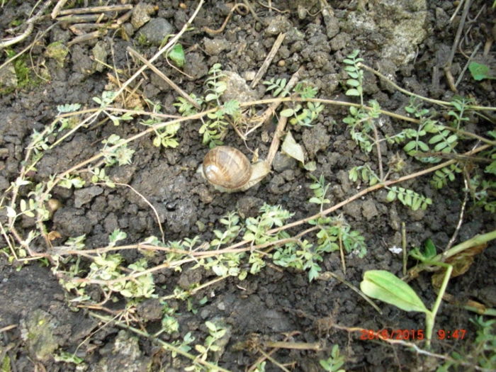 Tribulus