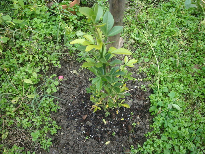 Citrus trifoliata L. 1763
