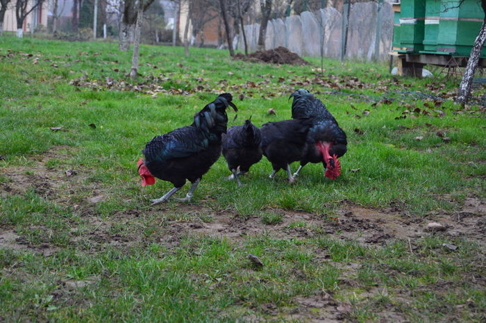 DSC_0650; gat golas negru
