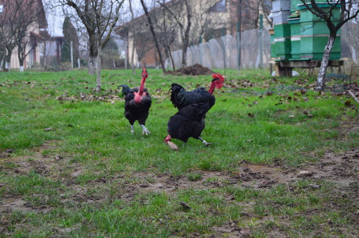 DSC_0659; gat golas negru
