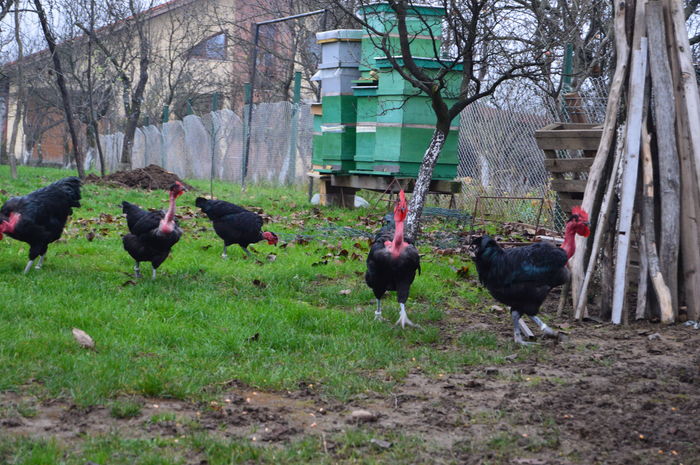 gat golas negru DSC_0660; gat golas negru
