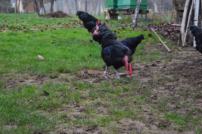 gat golas negru DSC_0662; gat golas negru
