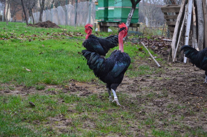 gat golas negru DSC_0664; gat golas negru
