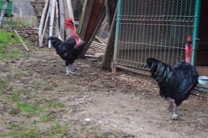 gat golas negru DSC_0666; gat golas negru
