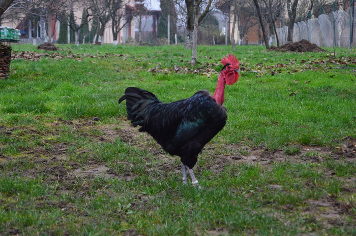 gat golas negru DSC_0670; cocos gat golas negru
