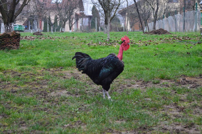 gat golas negru DSC_0671; cocos gat golas negru 0758304369
