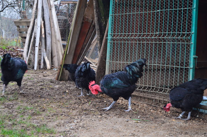 cocos gat golas negru 0758304369; cocos gat golas negru 0758304369
