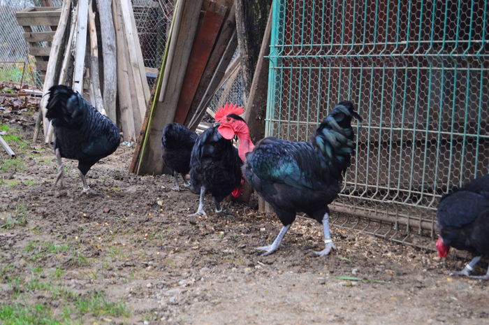 cocos gat golas negru 0758304369; cocos gat golas negru 0758304369
