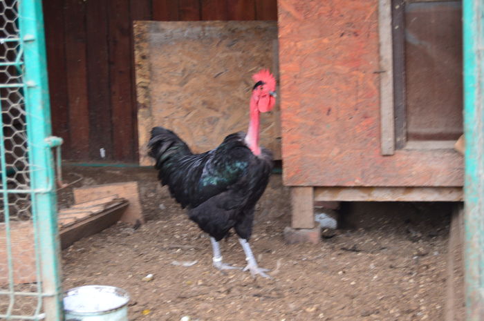 cocos gat golas negru 0758304369; cocos gat golas negru 0758304369
